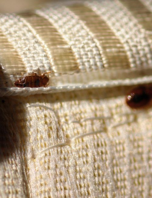 Close-up image of bed bugs on fabric, emphasizing the effectiveness of professional bed bug extermination services.
