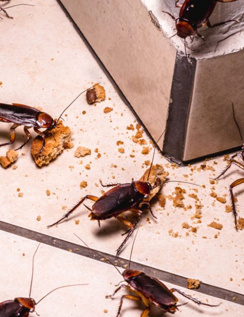 Photograph of cockroaches scavenging for food crumbs on a floor, demonstrating the necessity of cockroach control services.