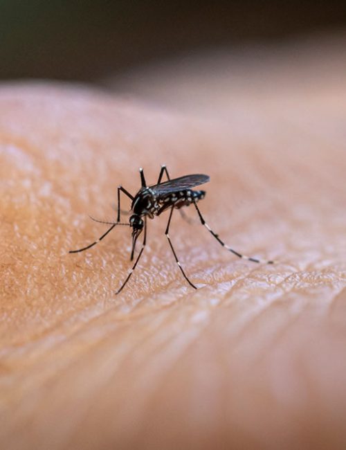 Image of a mosquito feeding on human skin, highlighting the need for professional mosquito abatement services.