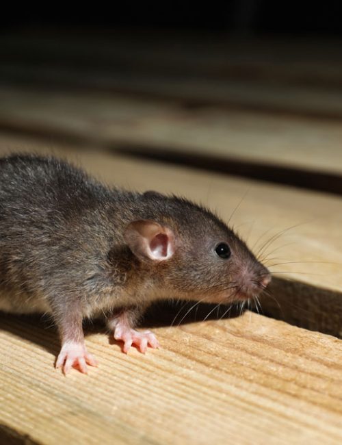 A rat on a wooden beam, showcasing common pest control scenarios encountered by homeowners.