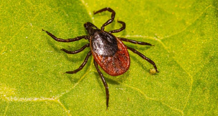 Close-up of a tick on a leaf surface, highlighting the need for effective pest control.