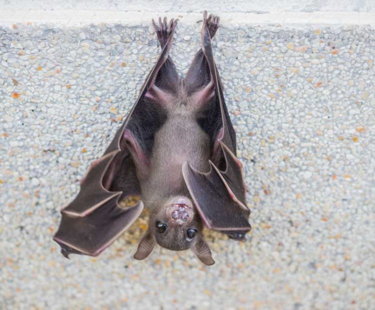 A close-up of a bat hanging upside down on a textured surface, emphasizing bat removal services in urban areas.