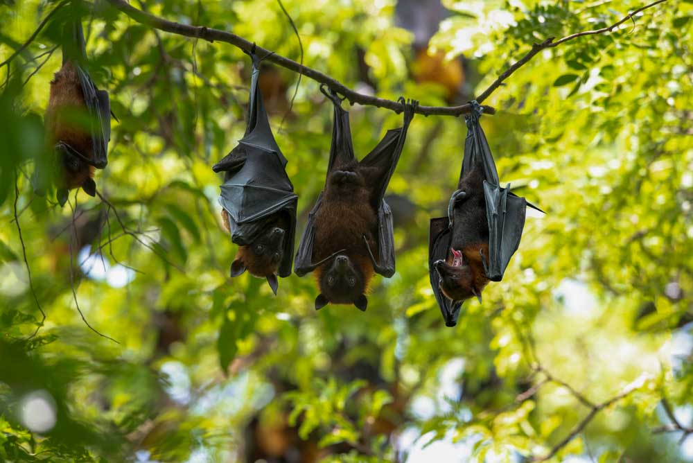 Several bats hanging from a branch in a leafy setting, showcasing services for safely relocating wildlife that invades residential spaces.