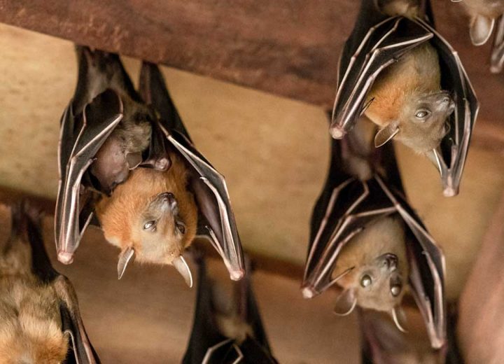 Several bats hanging from a wooden beam, depicting the need for professional bat removal services.